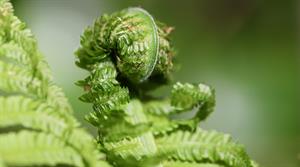 fern